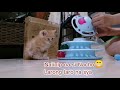 Unboxing interactive toy cats four tier turntable pet intellectual track from shopee