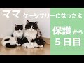 【子猫保護】凶暴ママ、ケージフリーになりました(^_^;)
