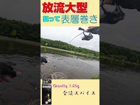 放流直後の大型鱒を表層で狙い撃ち！Gravity 1.65gが炸裂｜つれないつり掘つり天国