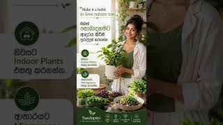 #Indoor plants & microgreen #greenlife #food #microgreensathome #healthylife #healthyfood