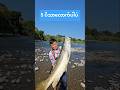 We are fish from Kachin State Golden Mahseer #fishinglife #lurefishing #goldenmahseer #maheer