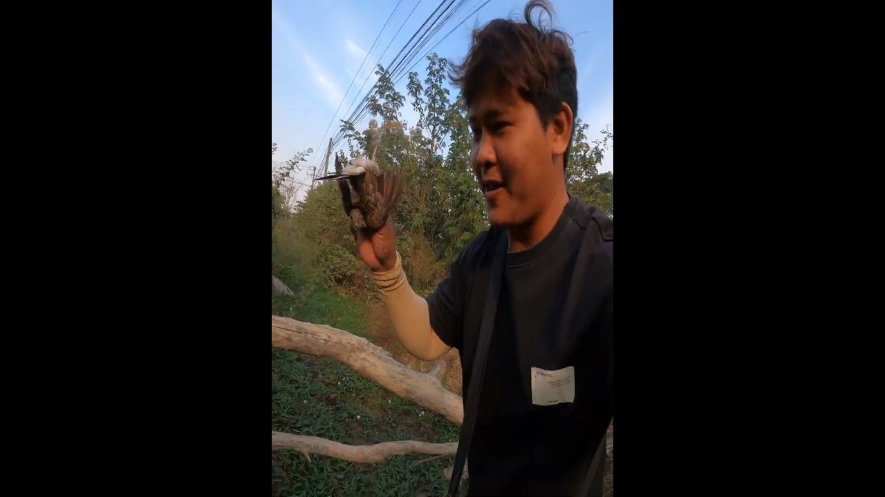 Slingshot Hunting Bird Is Famous In My Region  