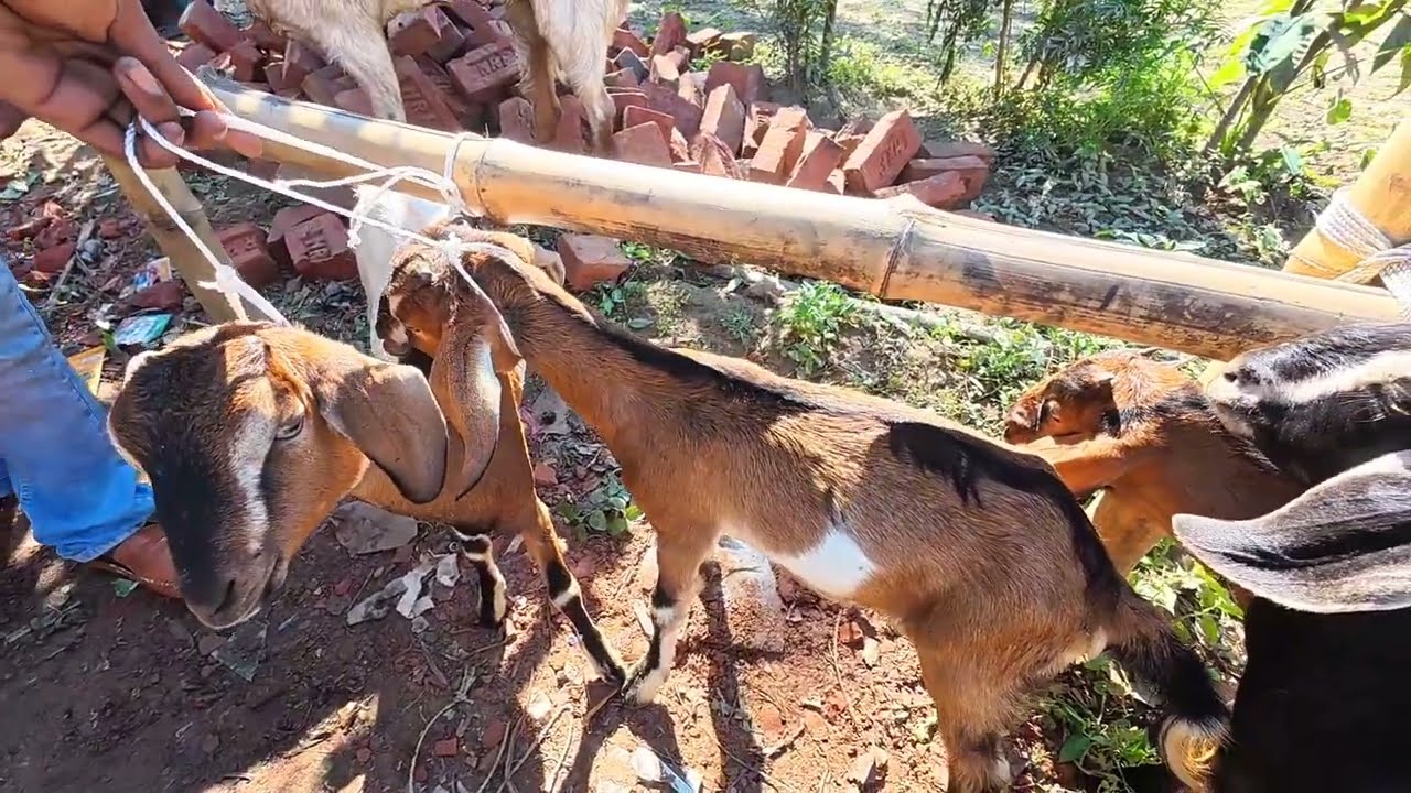 চাঁদপুরের রঘুনাথপুর বেপারীবাজার গরুর হাটে গরু, ছাগল, হাঁস, মুরগি, কবুতর বিক্রি হয়।। গরু ছাগলের হাট