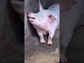 خنزير ياكل طفل في اليمن