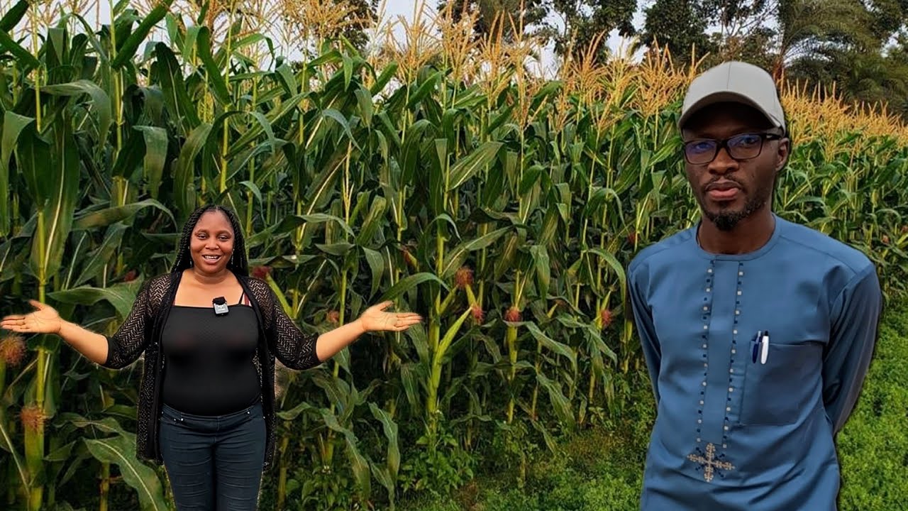 Still from HE LEFT AMERICA TO NIGERIA AND NOW OWNS OVER 500 PLOTS OF MAIZE AND CASSAVA FARM, GARRI FACTORY