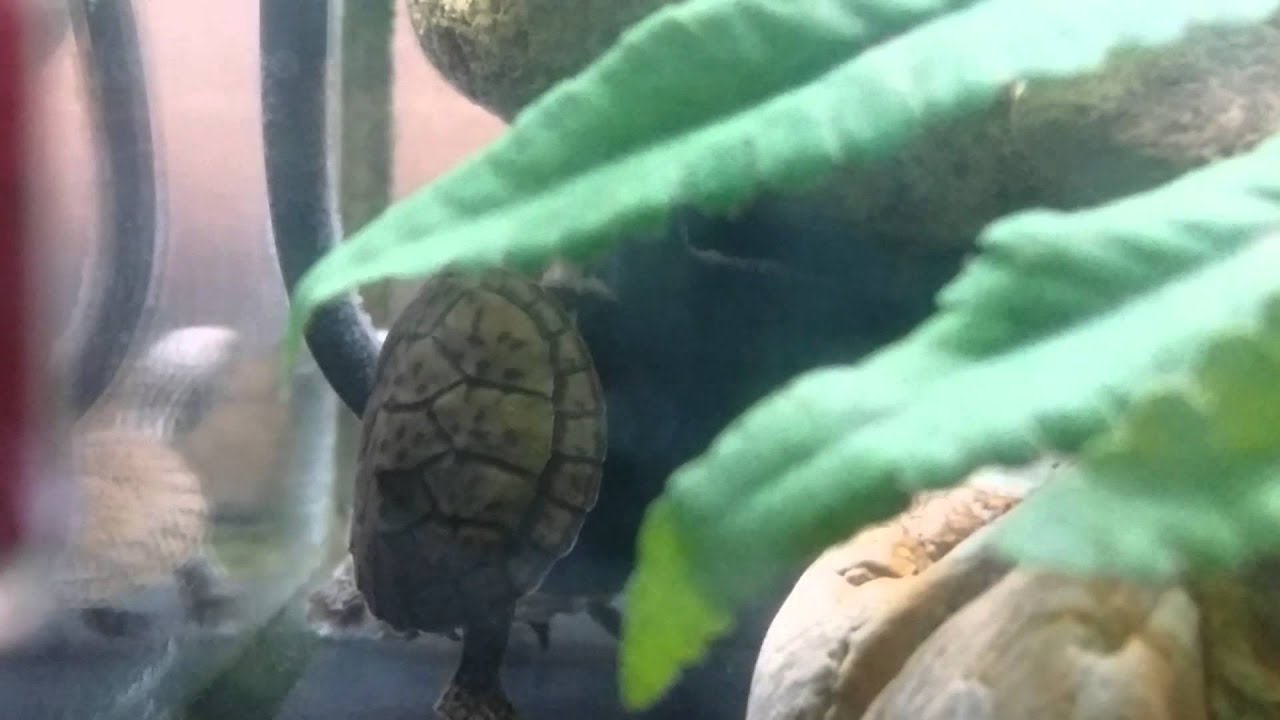 ヒラタニオイガメ Sternotherus Depressus Flattened Musk T Youtube ヒラタニオイガメ Sternotherus Depressus Flattened Musk T Youtube