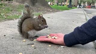 Great Loop - Mobile Alabama, new squirrel friend