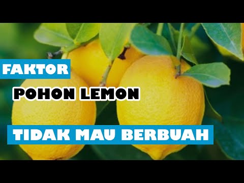 Video: Alasan Pohon Lemon Tidak Berbunga: Memperbaiki Pohon Lemon yang Tidak Berbunga