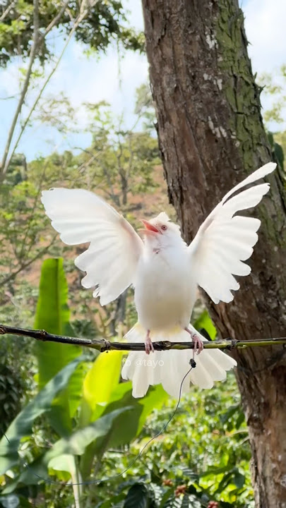 manasin pikat kutilang cengkram albino