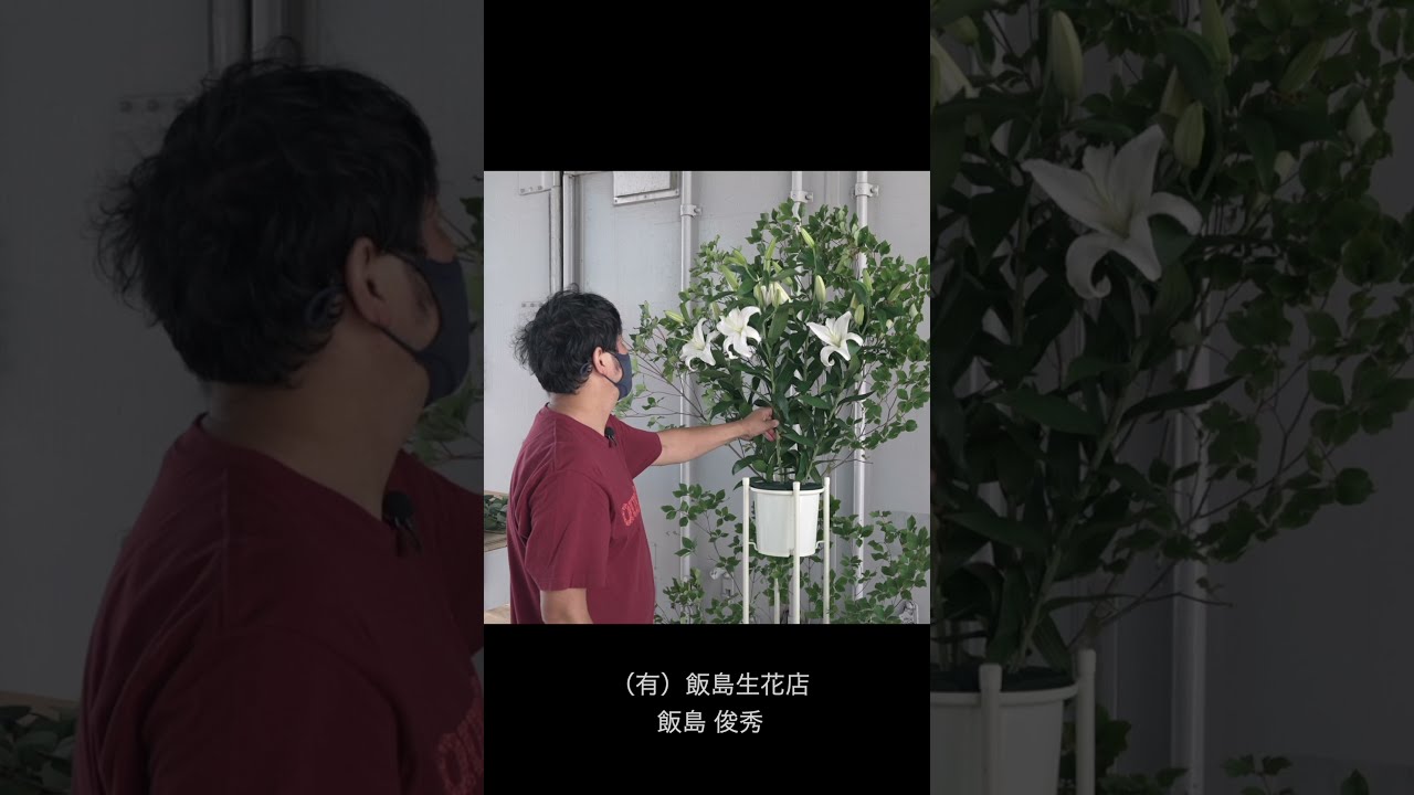 オリエンタルユリの使い方 Shorts Youtube