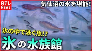 【氷】水族館＆アート＆グルメ！気仙沼で味わう氷の魅力　宮城　NNNセレクション