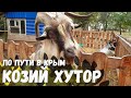 По пути в Крым. Козья ферма в Голубицкая