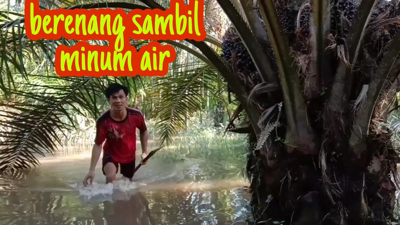 Panen kelapa sawit di musim banjir