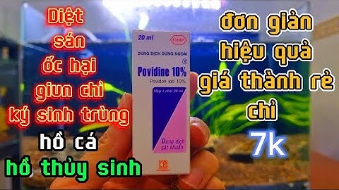 Cách trị giun sán ốc gây hại hồ cá,hồ thủy sinh đơn giản cực hiệu quả của thuốc tím Povidine