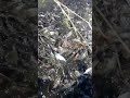 Bioflog fish farming