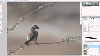 Bird quick edit screenshot 5