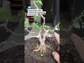 pruning dan potong cabang terusan #bonsai #bonsaiantingputri #belajarbonsai #tanamahias #semuaorang