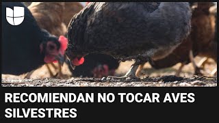 Sacrifican miles de aves en California por gripe aviar: ¿puede este virus pasar a los humanos?