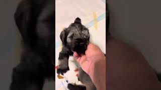 Puppy Video 7