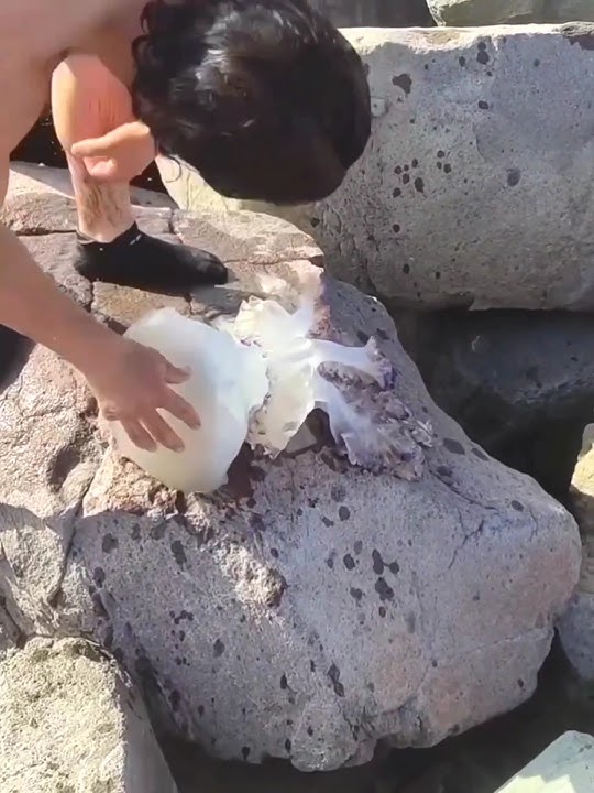 Penyu Kebal Sengatan Ubur-Ubur #jellyfish #shorts #animals
