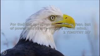Like Eagles (Lyric Video) - Don Moen