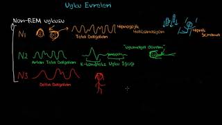 Uyku Aşamaları Ve Biyolojik Saat Psikoloji Çevreyi Algılama