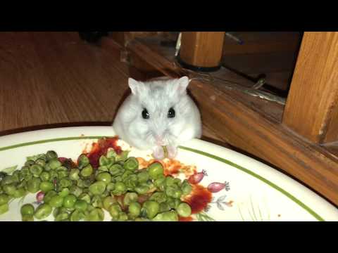 Hamster Stuffing Hundreds of Peas in Her Cheeks!