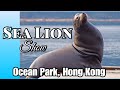 SEA LION SHOW | OCEAN PARK, HONG KONG | Wen Villamor