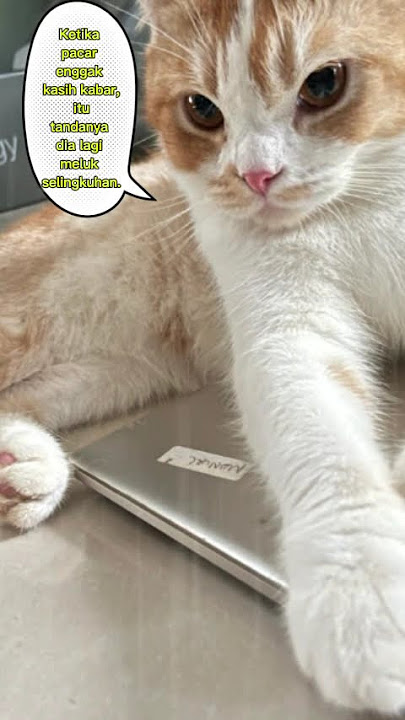 Her boyfriend cheated on her #cat #cats #catlover #catlovers #cattok