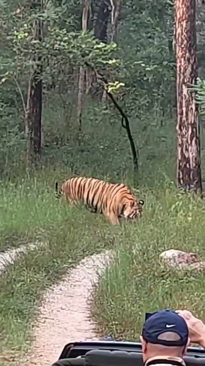 Jungle Safari me Achanak Tiger Samne! 😳🐅 | Ranthambore Moments | Woxygen Jai Jungle #junglesafari