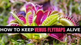 Stop Killing Venus Flytraps: Care Tips You NEED 🌱
