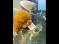 毛毛 只有我懂老六的套路 这狗成精了 动物的迷惑行为 泰迪泰迪 宠物泰迪 泰迪狗狗 萌宠视频 毛毛 只有我懂老六的套路 这狗成精了 动物的迷惑行为 泰迪泰迪 宠物泰迪 泰迪狗狗 萌宠视频
