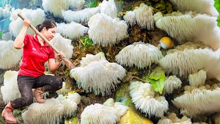 Harvesting Giant Lion’s Mane Mushroom in the Forest \u0026 Go to Market Sell | Countryside Life