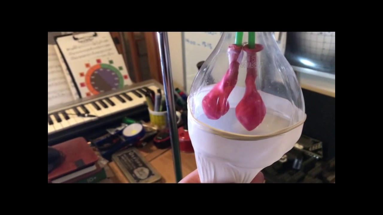 How your lungs breathe - YouTube