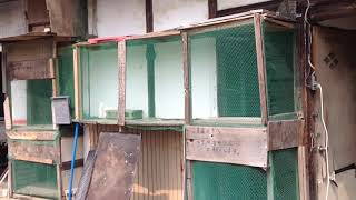 福田太斎鳩舎