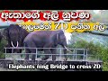       elephants are crossing  a cannel suing bridge  photography tusker
