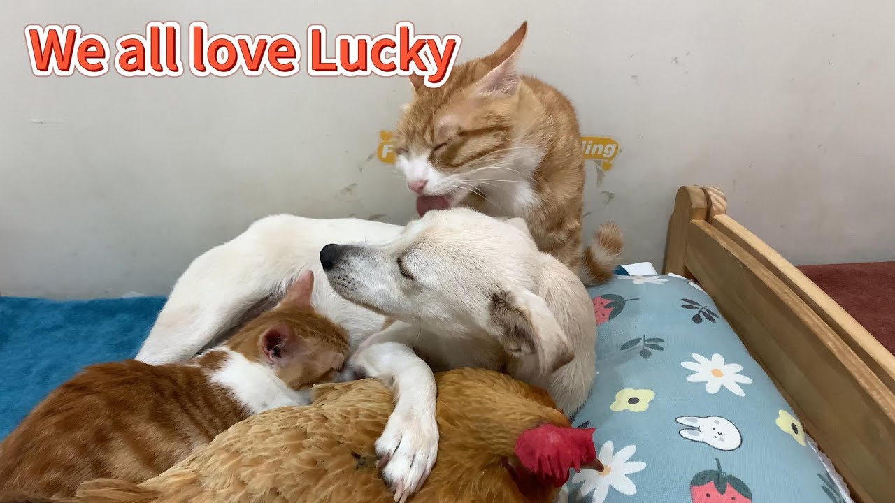 So funny! The duck wants to take Lucky for himself, but the rooster, hen and kitten all love Lucky.