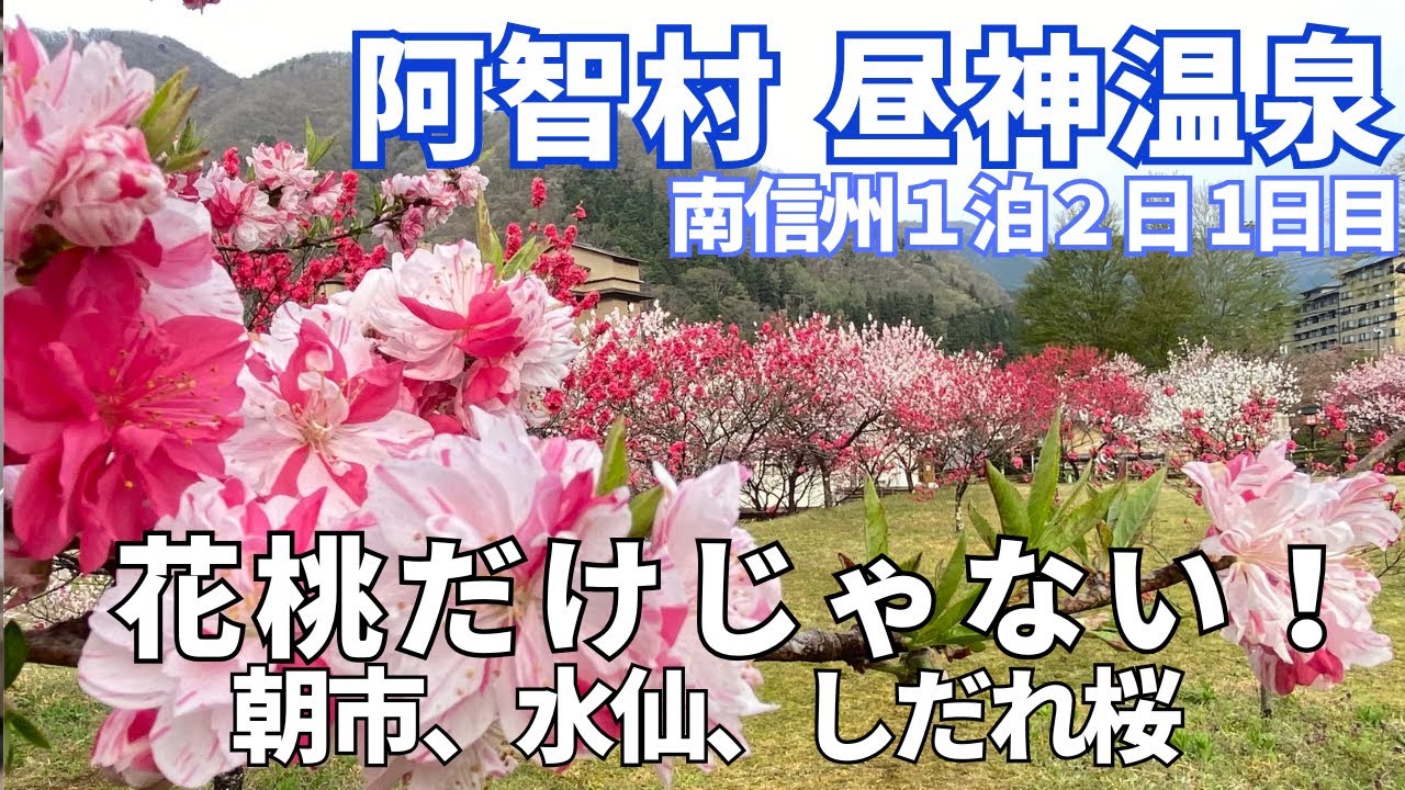 【阿智村・昼神温泉①】花桃だけじゃない南信州の魅力！朝市、水仙、しだれ桜、日長庵桂月宿泊の1泊2日の春旅！