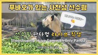 비가 그친 날씨 판다들은 뭘 할까요? 푸바오가 있는 선수핑 판다기지 라이브방송. Live broadcast from Shenshuping Panda Base with Fu Bao