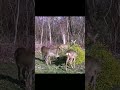 When the Roe Deers are eating some mistletoe pt.3 | #roedeer #deer #trailcam