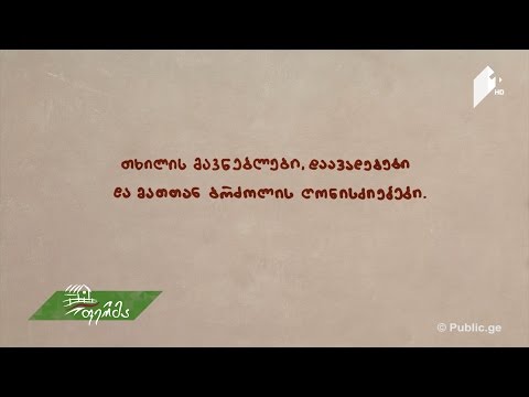 ფერმერის სარჩევი: თხილის მავნებლები, დაავადებები და მათთან ბრძოლის ღონისძიებები