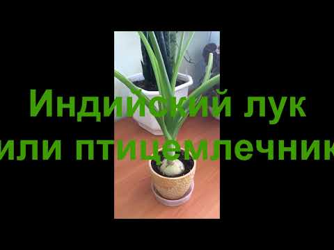 Индийский лук или
