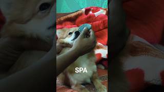 Cute Pomeranian Spa Day 🛁 | Relaxing Dog Care Moments 🐶✨#shorts #cute #foryou #Funnydog #pomeranian
