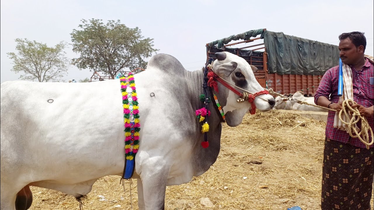 pebbair eddula santha-cattle video-ox video-oxen video-bull video-bulls video-ongole bulls video-🐂🐂🐂