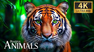 Download lagu Peaceful Animals in Nature 4K 🐾 Shimmering Exploration of the Natural World with Relax Piano Journey