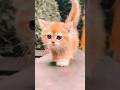 #سورة_الرحمن #القرآن_الكريم #القران_الكريم #قرآن #القرآن #قران_كريم #quran #قران ##shorts #cat #cats