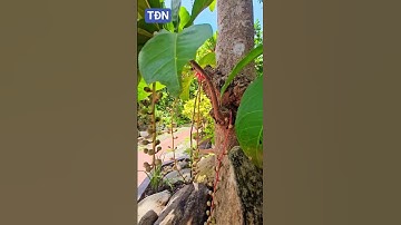 Cây lộc vừng dáng siêu #tamdaonui