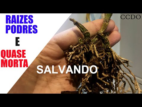 Vídeo: Como Reviver Uma Orquídea