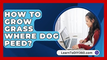 How To Grow Grass Where Dog Peed? - LearnToDIY360.com