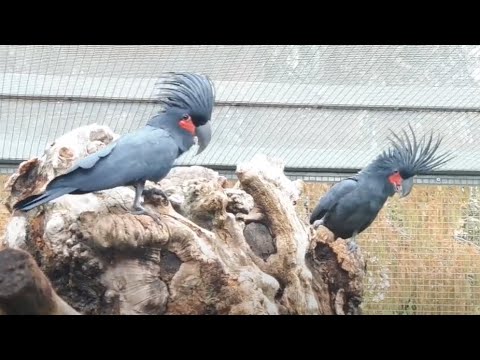Video: Kde žijí kakaduové?